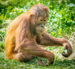 a young Orangutan in the forest