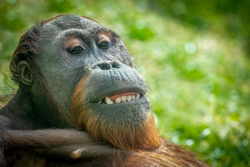 close-up portrait of a young Orangutan
