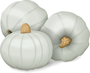 Group of Crown Prince Squash. Winter squash. Cucurbita maxima. Fruits and vegetables. Isolated vector illustration.