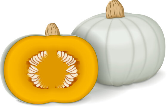 Whole and half of Crown Prince Squash. Winter squash. Cucurbita maxima. Fruits and vegetables. Isolated vector illustration.