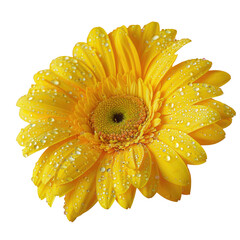 Closeup of a yellow flower in the daisy family with water drops on its petals on a transparent background