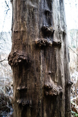 木の幹　木　古の　大木　森の中　ハイキング　北米の森　木々　根　朽ちた　苔　木の皮