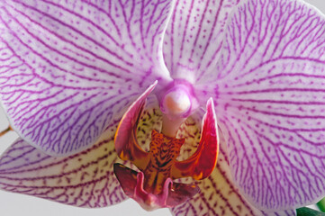 Orchid Phalaenopsis hybrido,  commonly known as moth orchids, it is a genus of about seventy...