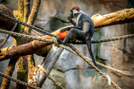 a mangabey monkey sitting on ropes eating a pumpkin in the zoo