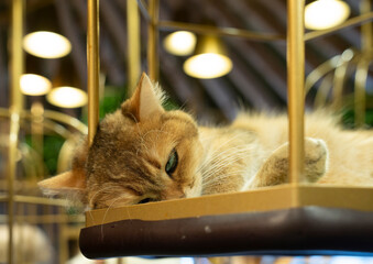 cat in a cafe