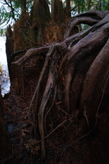 Fototapeta na wymiar 木の幹　木　古の　大木　森の中　ハイキング　北米の森　木々　根　朽ちた　苔