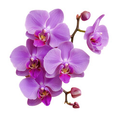 A cluster of vibrant purple moth orchids on a transparent background