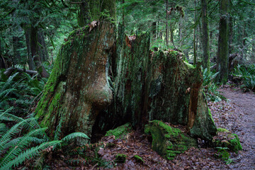 木の幹　木　古の　大木　森の中　ハイキング　北米の森　木々　根　朽ちた　苔