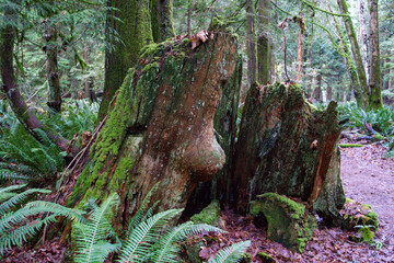 木の幹　木　古の　大木　森の中　ハイキング　北米の森　木々　根　朽ちた　苔