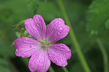 Raindrops on a geranium flower	