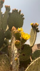 Acercamiento de la flor de nopal
