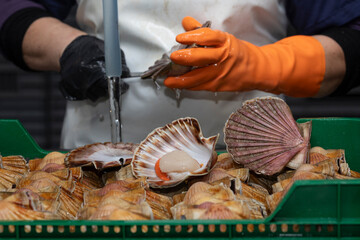 Cleaning and gutting of scallops in a shellfish treatment plant in Galicia	