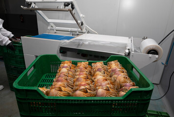 Cleaning and gutting of scallops in a shellfish treatment plant in Galicia	
