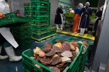Cleaning and gutting of scallops in a shellfish treatment plant in Galicia	