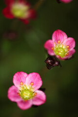Obraz premium Saxifraga flower