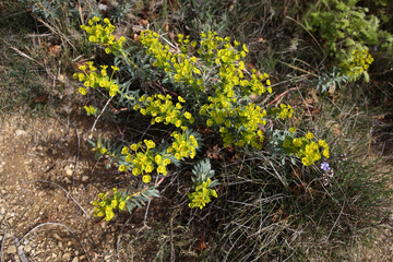 Euphorbia plant in natural habitat - Ardeche - France