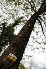 Mark of Petite Randonnee PR trail on a tree - local walking path - around Saint Maurice d'Ardeche - Ardeche - France