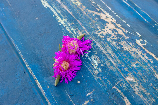 Like a memory for a flirt last night: Two purple blossoms of a hottentot fig forgotten on a blue wooden peeled-off boat on the coast of Spiaggia Sibiliana, Marsala, Sicily.