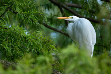Natural Great Egret Heron on a Tree Branch
