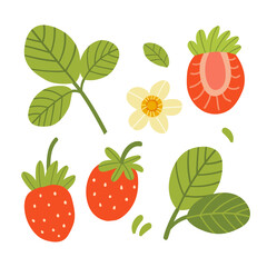 Vector illustration of a set of ripe strawberries, pieces. fruit slices and leaves. Fruit illustration in flat style isolated on white background.