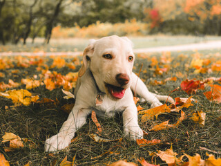 Puppy dog fall season