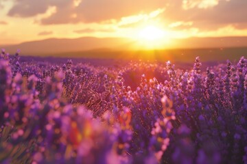 Naklejka premium Beautiful field of purple flowers with a stunning sunset backdrop. Ideal for nature or relaxation concepts