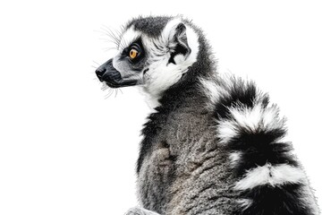 Fototapeta premium A striking black and white close-up of a lemur. Perfect for nature and wildlife projects