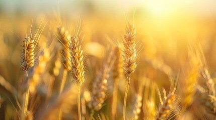 The Golden Wheat Field