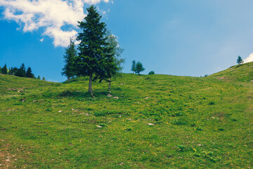 Alpine Meadows, Mountain Valley with Trees, Green Grass and Blue Sky with Clouds. Velika Planina, Slovenia - 780823010