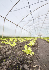 Close up photo of vegetables in an organic greenhouse plantation, selective focus.