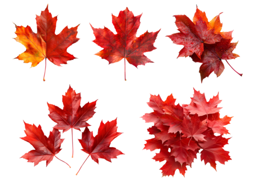Collection set of red maroon autumn maple leaf leaves single group pile on transparent background cutout, PNG file. Many different design Mockup template for artwork