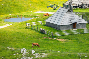 Cows and Wooden Shepherd Shelters on the Big Pasture Plateau or Velika Planina in Savinja Alps, Slovenia - 780823428