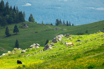 Mountain Valley and Alpine Meadows with Trees and Green Grass. Velika Planina, Slovenia - 780823479