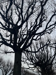 silhouette of a tree