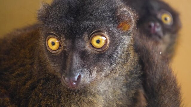 A brown lemurs looking direct into the camera