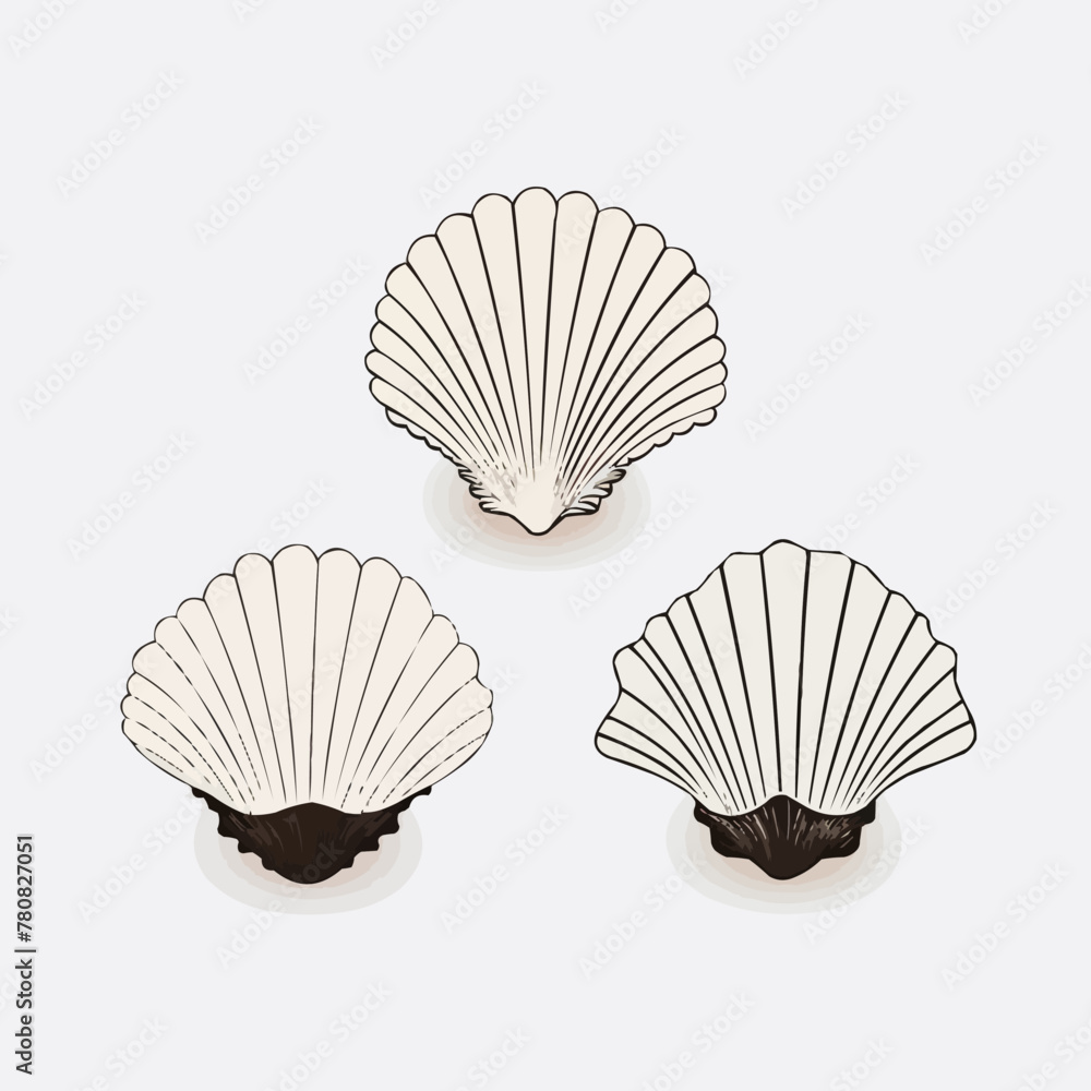Poster seashell | minimalist and simple set of 3 line white background - vector illustration