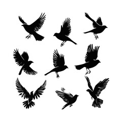 Obraz premium flying birds silhouette, white background, vector