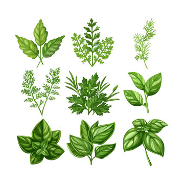 Fresh green leaves collection. Popular culinary herbs leaf set for cooking. Green Lettuce salad leaves, Basil, Parsley, Dill, Arugula and Chives. Vector illustration isolated on white background.