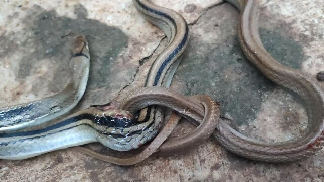 brown snake in the garden