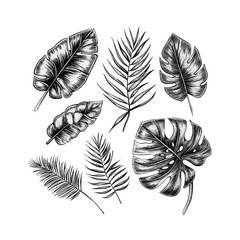 Abstract set of tropical leaves isolated on white background. Hand drawn illustration collection