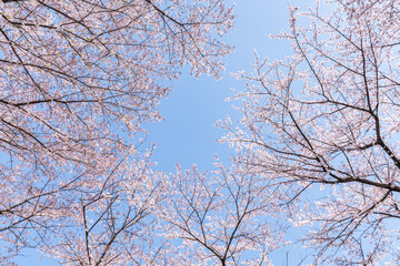 Cherry blossom trees in full bloom - 780832284