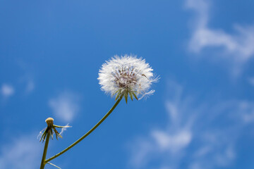 White dandelion in front of blue sky and clouds