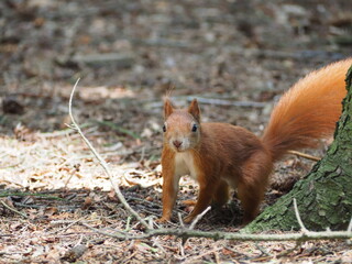 red squirrel in the park