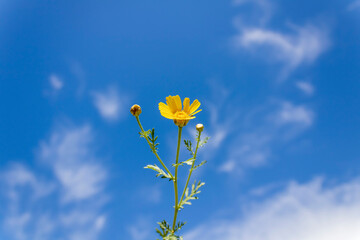 Yellow daisy flower in front of blue sky and white clouds
