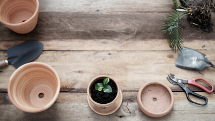 Growing plant in a clay pot Outdoor gardening small sprout growing top view on wooden surface