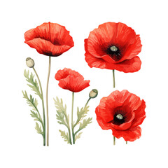 Watercolor red poppy set. Vector illustration design