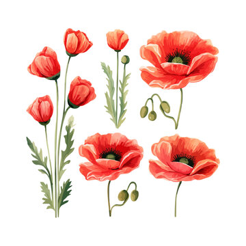 Watercolor red poppy set. Vector illustration design
