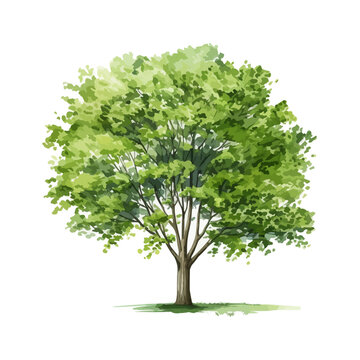 Vector watercolor green tree or forest side view isolated on white background for landscape and architecture drawing,elements for environment or garden,botanical element for exterior section in spring