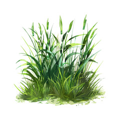 Vector of green grass or shrub isolated on white background,tree elevation for landscape concept,environment panorama scene,eco design,watercolor meadow for spring