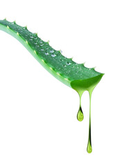 Drops of juice flowing from wet aloe vera stem isolated on white background